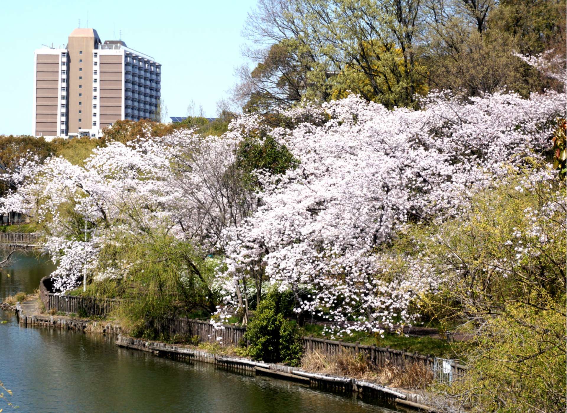 毎春、桜を観て想うこと