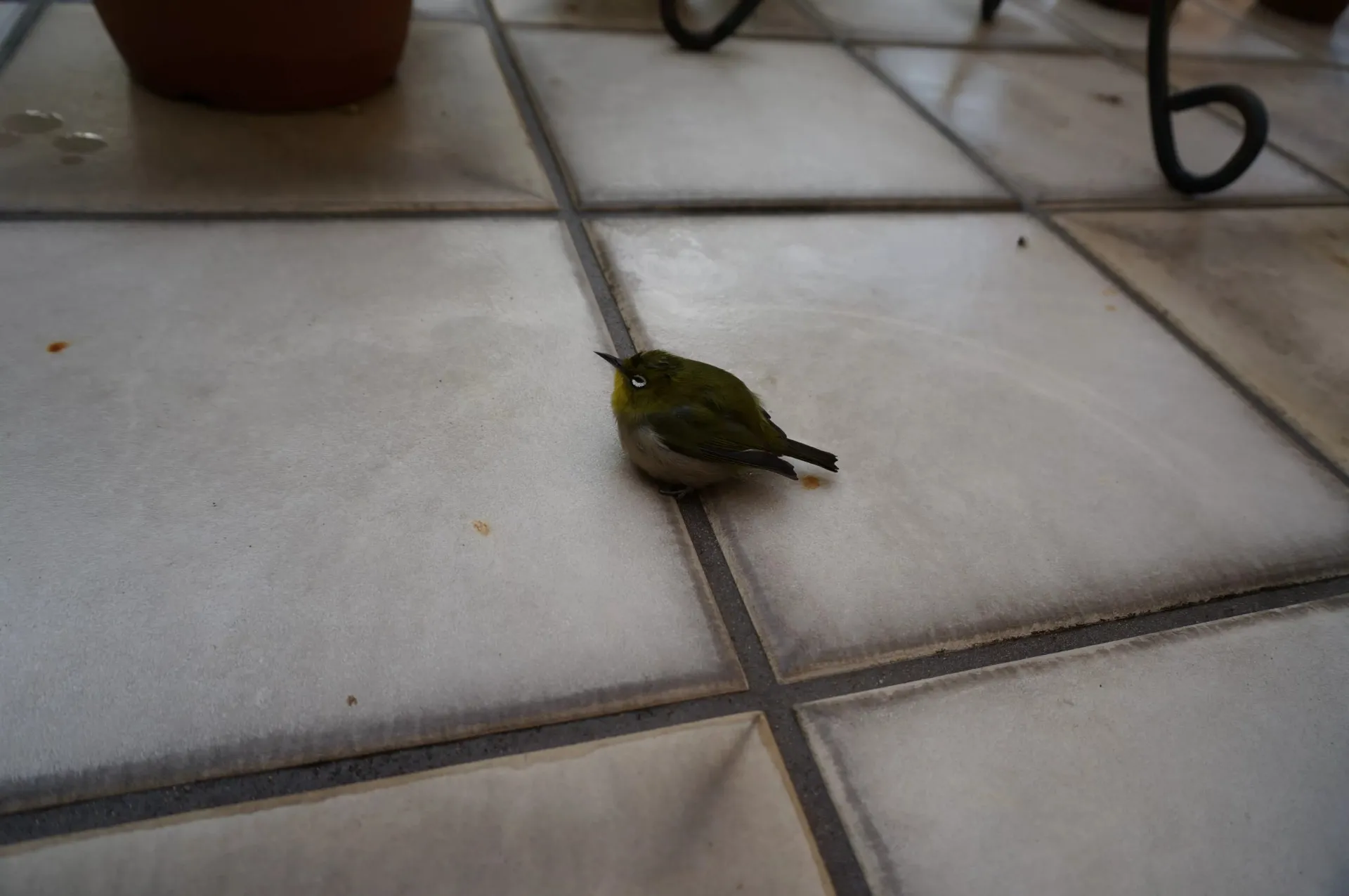 コロナ禍での「介護サービス利用控え」のリスク