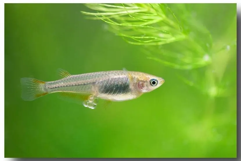 メダカも参った！？今夏の酷暑